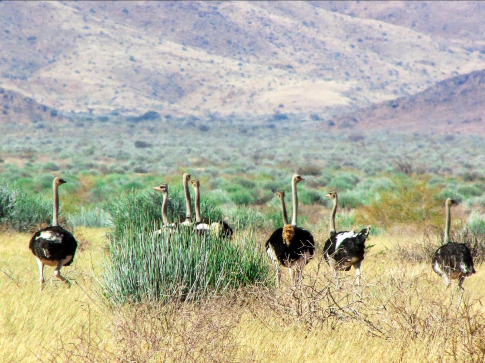 Mount Canyon Guest Farm Keetmanshoop Buitenkant foto